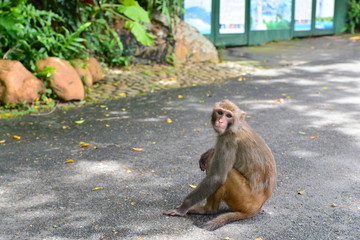 Monkey on tree. Monkey portrait