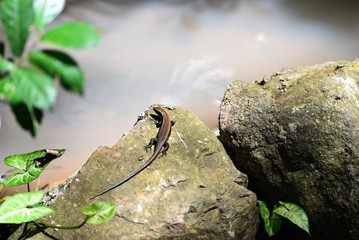 Family butterfly lizard in nature