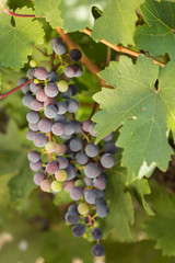 Large bunches of black grapes ripen against a background of greenery