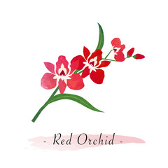 Colorful watercolor texture vector botanic garden flower red orchid