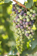 Large bunches of black grapes ripen against a background of greenery