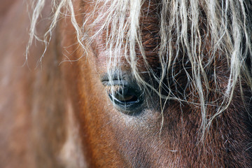 Ponyaugen