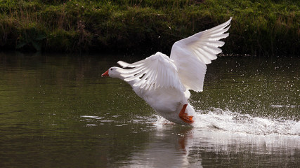 Gänsestart © achiml