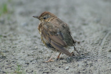 Young Thrush