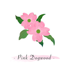 Colorful watercolor texture vector botanic garden flower pink dogwood Cornus florida