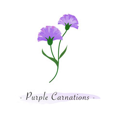Colorful watercolor texture vector botanic garden flower purple carnations