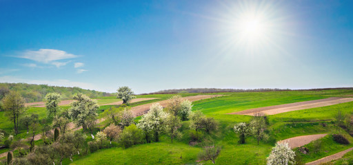 Spring countryside panoramic view with blooming trees