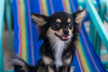 Chihuahua sitting on a chair.