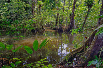 Colombia nuqui swamp rainforest