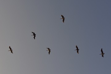 Colombia pelicans