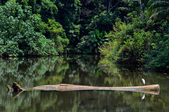 Colombia Nuqui White Heron On Tree