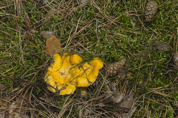 Mushrooms Chanterelle in their natural site growth