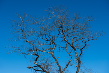Branch of dry tree on blue sky.