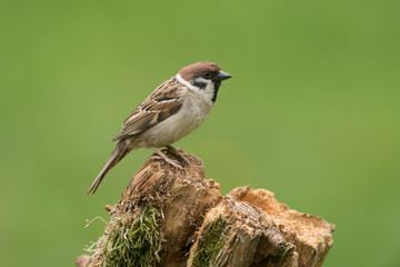 Eurasian tree sparrow, Passer montanus