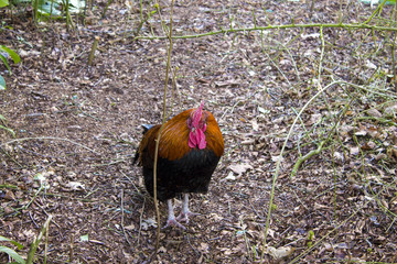 Wild cock