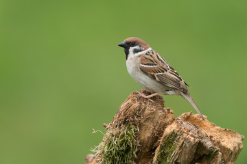 Eurasian tree sparrow, Passer montanus