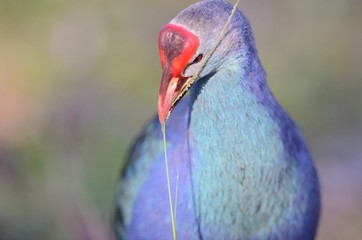 Purple swamp hen