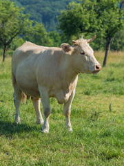 Fototapeta na wymiar cow in healthy habitat biological milk and meat production