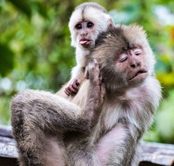 Baby and mother monkey