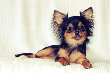 Portrait of cheerful chihuahua puppy lying on bed