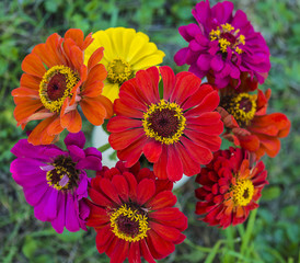 bright bouquet of multi colored zinnia flowers