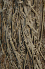 Close up of the aerial roots of a banyan tree