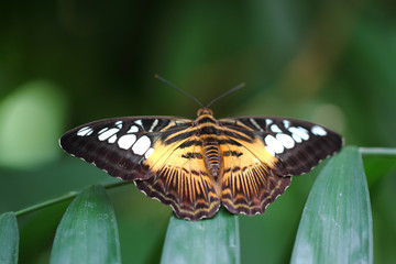 Fototapeta na wymiar Exotischer Schmetterling mit einem schönen Muster.