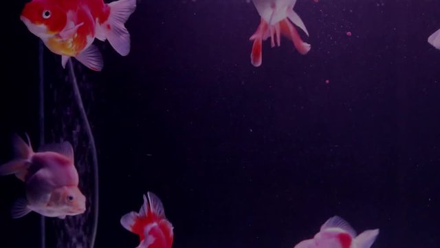 Goldfish swim in the aquarium with oxygen bubbles.