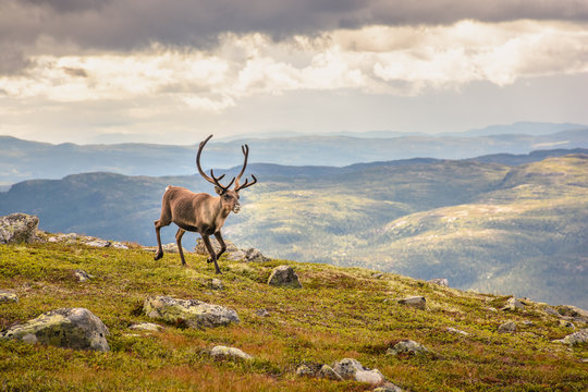 Raindeer