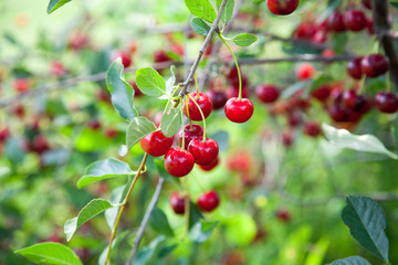 Red Cherries on Branches