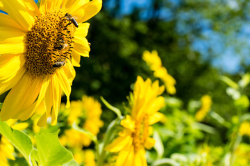 three bee on sunflower side view