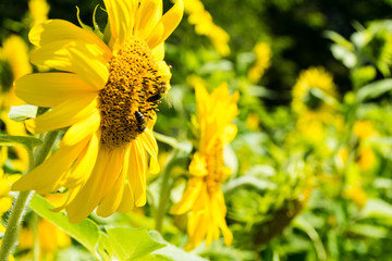 two bee on sunflower side view