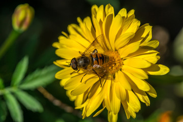 Biene auf gelber Blüte beim Nektar sammeln
