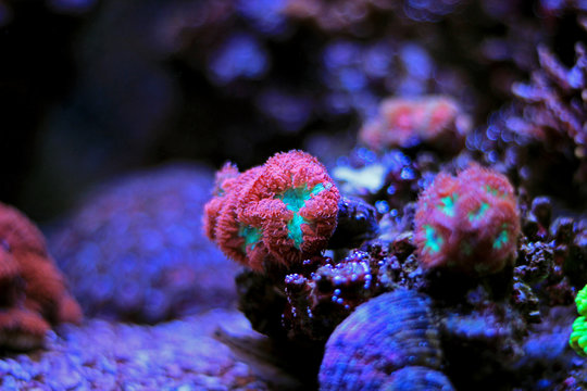Blastomussa LPS coral in saltwater aquarium