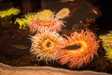 Obraz premium Aquarium plants and flora. Lisbon aquarium.