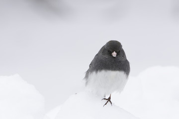 Finch bird standing on Snow bank during winter.