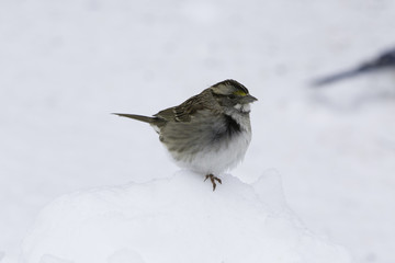 Finch bird standing on Snow bank during winter.