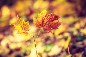 Naklejka na ściany i meble Detailed closeup of gold autumnal leaves
