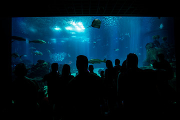 Fototapeta na wymiar silhouettes of people against a big aquarium.