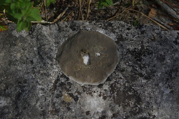 Flechte auf Stein