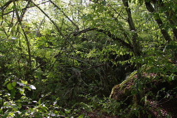 Obraz premium Undurchdringlicher Wald in Kroatien