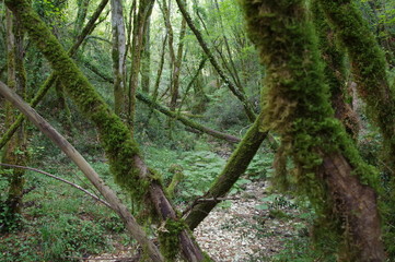 Mystischer Wald in Kroatien