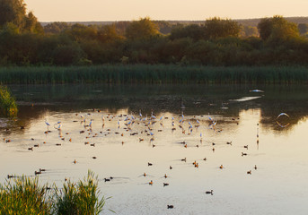 A flock of white herons on the lake