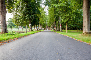 an road whit trees