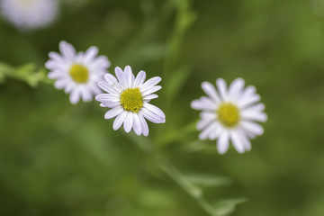 Fototapeta premium Chamomile flowers on a background blur