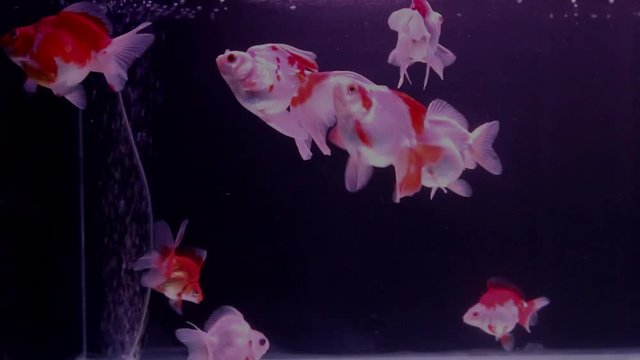 Goldfish swim in the aquarium with oxygen bubbles.