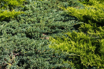 Natural background of the green juniper bushes