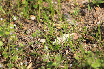 Detail photo of small flying insect (fly) sitting on small rock in the grass