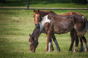 Obraz premium Horses
