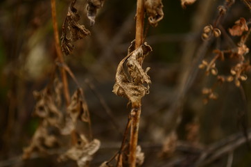 autumn in the middle 